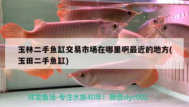 玉林二手魚缸交易市場(chǎng)在哪里啊最近的地方(玉田二手魚缸) 白子關(guān)刀魚苗