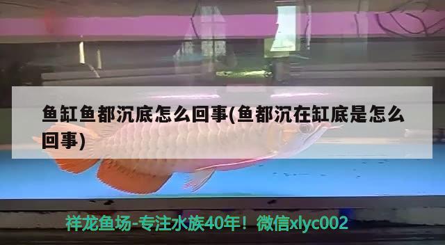 魚缸魚都沉底怎么回事(魚都沉在缸底是怎么回事)