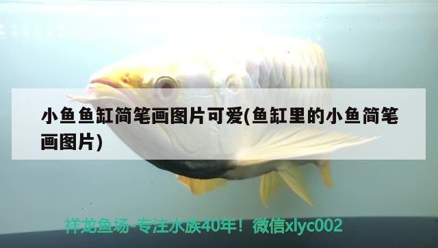 小魚魚缸簡筆畫圖片可愛(魚缸里的小魚簡筆畫圖片)