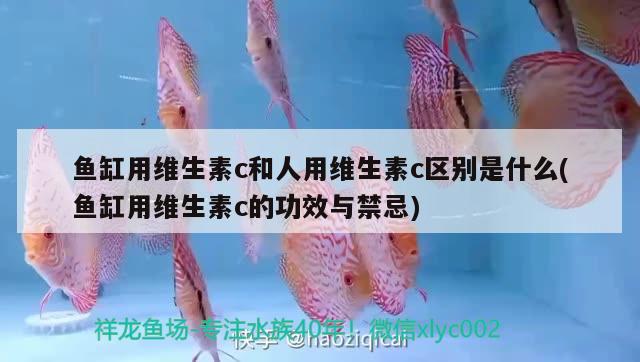 魚缸用維生素c和人用維生素c區(qū)別是什么(魚缸用維生素c的功效與禁忌)