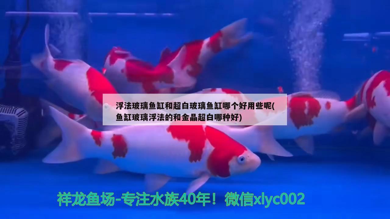 浮法玻璃魚缸和超白玻璃魚缸哪個好用些呢(魚缸玻璃浮法的和金晶超白哪種好) BD魟魚