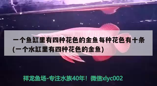 一個(gè)魚缸里有四種花色的金魚每種花色有十條(一個(gè)水缸里有四種花色的金魚)