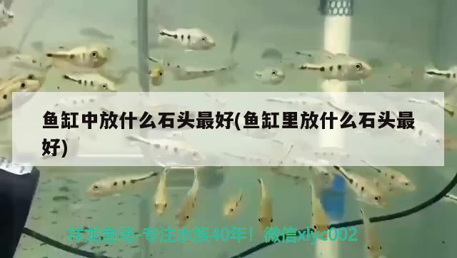 魚缸中放什么石頭最好(魚缸里放什么石頭最好)