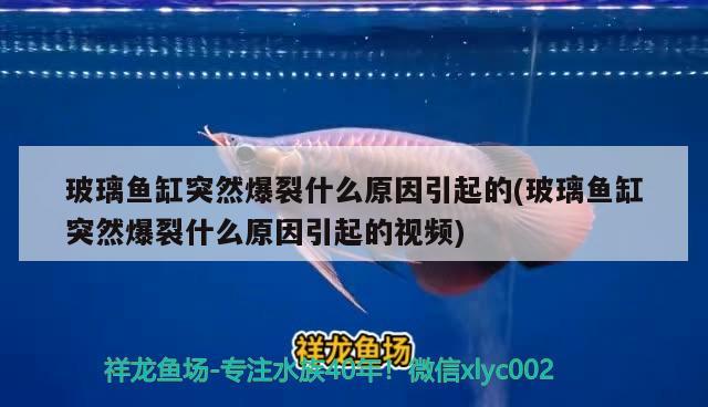 玻璃魚缸突然爆裂什么原因引起的(玻璃魚缸突然爆裂什么原因引起的視頻) 紅龍福龍魚