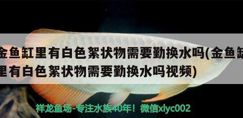 金魚缸里有白色絮狀物需要勤換水嗎(金魚缸里有白色絮狀物需要勤換水嗎視頻) 金老虎魚