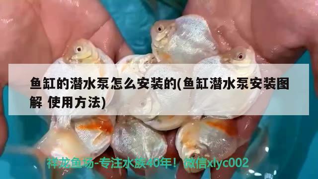 魚(yú)缸的潛水泵怎么安裝的(魚(yú)缸潛水泵安裝圖解使用方法) 羅漢魚(yú)