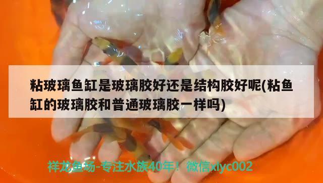 粘玻璃魚缸是玻璃膠好還是結(jié)構(gòu)膠好呢(粘魚缸的玻璃膠和普通玻璃膠一樣嗎)