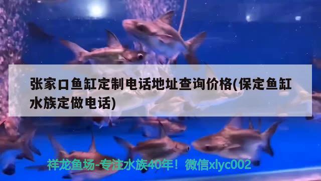 張家口魚缸定制電話地址查詢價格(保定魚缸水族定做電話) 斑馬鴨嘴魚