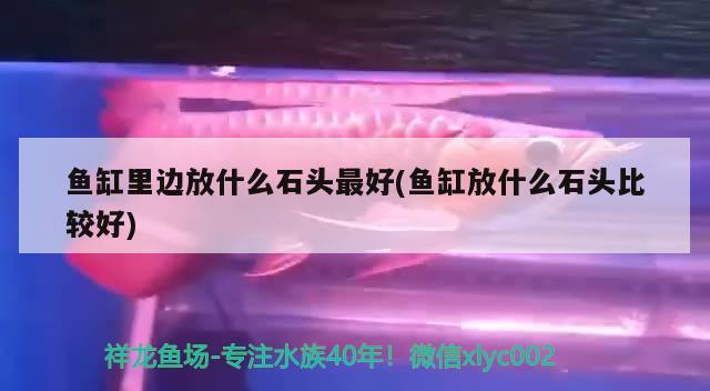 魚缸里邊放什么石頭最好(魚缸放什么石頭比較好)