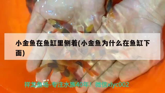 小金魚在魚缸里側(cè)著(小金魚為什么在魚缸下面) 魚缸清潔用具