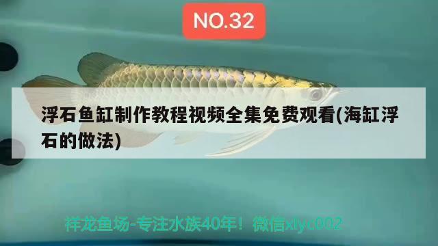 浮石魚缸制作教程視頻全集免費(fèi)觀看(海缸浮石的做法) 夢幻雷龍魚