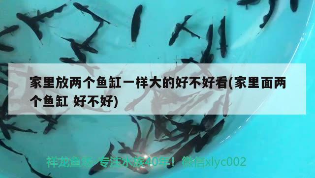 家里放兩個(gè)魚缸一樣大的好不好看(家里面兩個(gè)魚缸好不好) 虎魚魚苗