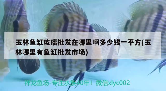 玉林魚缸玻璃批發(fā)在哪里啊多少錢一平方(玉林哪里有魚缸批發(fā)市場(chǎng)) 黃吉金龍（白子金龍魚）