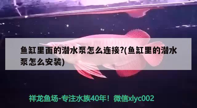 魚缸里面的潛水泵怎么連接?(魚缸里的潛水泵怎么安裝) 羽毛刀魚苗