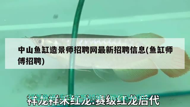 中山魚缸造景師招聘網(wǎng)最新招聘信息(魚缸師傅招聘) 黃金斑馬魚