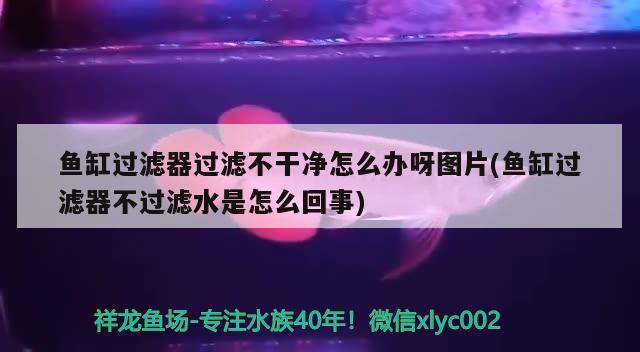 魚缸過濾器過濾不干凈怎么辦呀圖片(魚缸過濾器不過濾水是怎么回事) 成吉思汗鯊（球鯊）魚