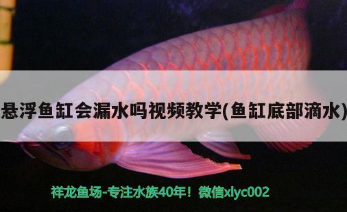 懸浮魚缸會(huì)漏水嗎視頻教學(xué)(魚缸底部滴水)