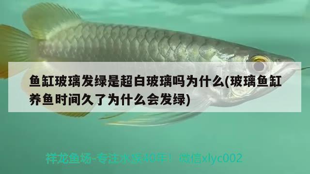 魚缸玻璃發(fā)綠是超白玻璃嗎為什么(玻璃魚缸養(yǎng)魚時間久了為什么會發(fā)綠)