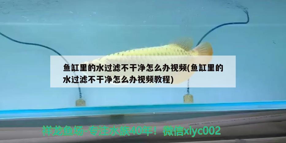 魚缸里的水過濾不干凈怎么辦視頻(魚缸里的水過濾不干凈怎么辦視頻教程) 白子金龍魚