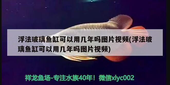 浮法玻璃魚缸可以用幾年嗎圖片視頻(浮法玻璃魚缸可以用幾年嗎圖片視頻) 非洲象鼻魚