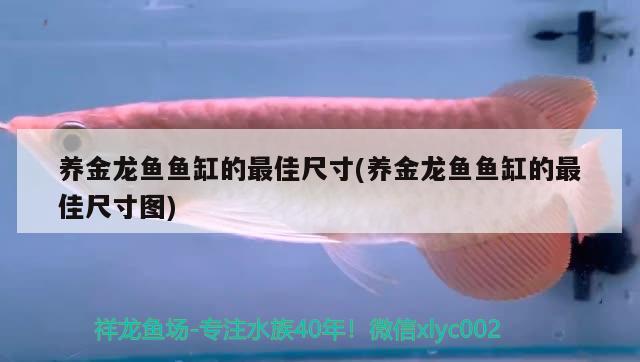 養(yǎng)金龍魚魚缸的最佳尺寸(養(yǎng)金龍魚魚缸的最佳尺寸圖) 養(yǎng)魚知識