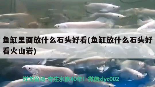 魚(yú)缸里面放什么石頭好看(魚(yú)缸放什么石頭好看火山巖) 黃金河虎魚(yú)