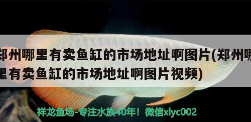 鄭州哪里有賣魚缸的市場地址啊圖片(鄭州哪里有賣魚缸的市場地址啊圖片視頻) 黃金斑馬魚 第2張