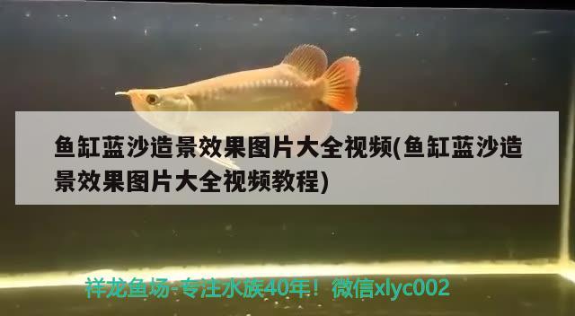 魚缸藍(lán)沙造景效果圖片大全視頻(魚缸藍(lán)沙造景效果圖片大全視頻教程) 白子關(guān)刀魚苗