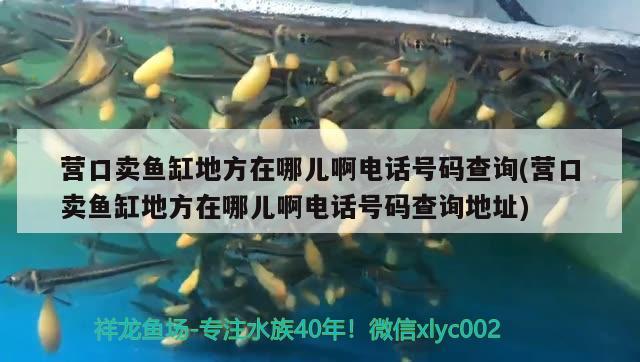 營口賣魚缸地方在哪兒啊電話號碼查詢(營口賣魚缸地方在哪兒啊電話號碼查詢地址)