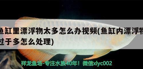 魚(yú)缸里漂浮物太多怎么辦視頻(魚(yú)缸內(nèi)漂浮物過(guò)于多怎么處理)