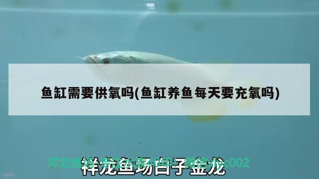 魚缸需要供氧嗎(魚缸養(yǎng)魚每天要充氧嗎) 可麗愛魚缸