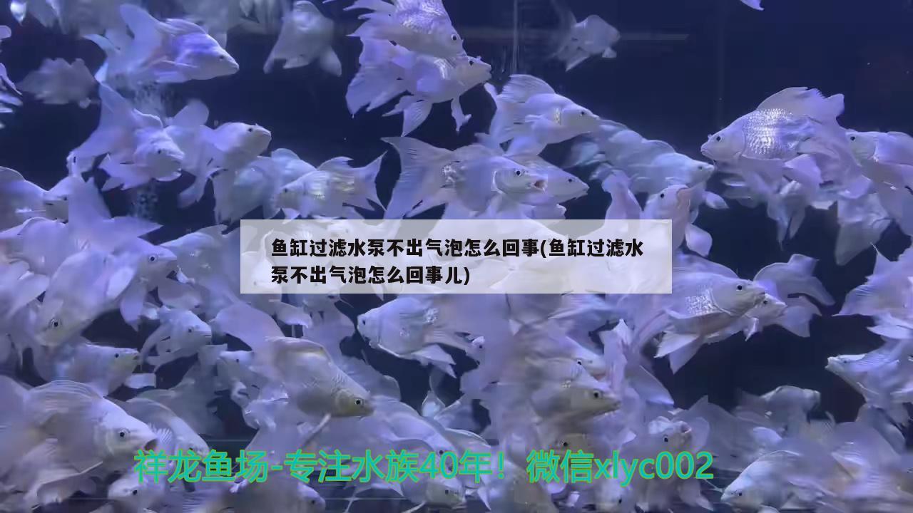 魚缸過(guò)濾水泵不出氣泡怎么回事(魚缸過(guò)濾水泵不出氣泡怎么回事兒) 魚缸風(fēng)水