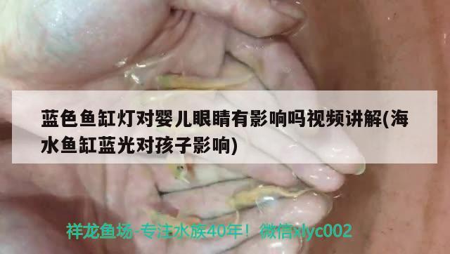 藍色魚缸燈對嬰兒眼睛有影響嗎視頻講解(海水魚缸藍光對孩子影響)