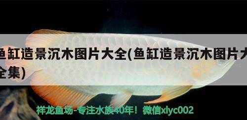 魚缸造景沉木圖片大全(魚缸造景沉木圖片大全集) 祥龍傳奇品牌魚缸 第2張