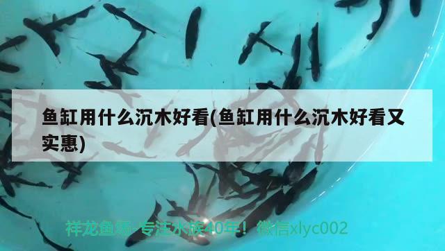 魚缸用什么沉木好看(魚缸用什么沉木好看又實(shí)惠) 玫瑰銀版魚