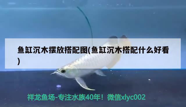 魚(yú)缸沉木擺放搭配圖(魚(yú)缸沉木搭配什么好看) 伊巴卡魚(yú)