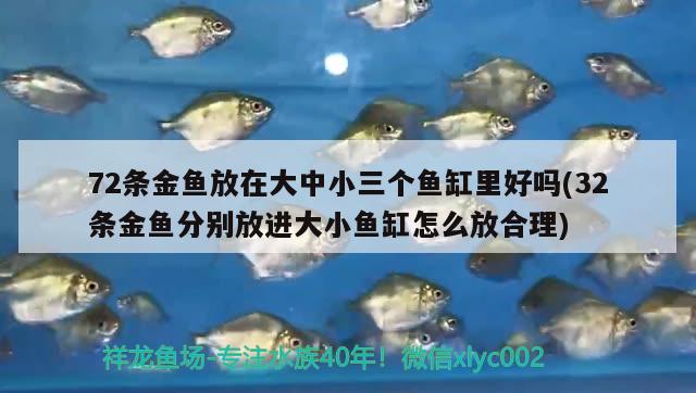 72條金魚放在大中小三個(gè)魚缸里好嗎(32條金魚分別放進(jìn)大小魚缸怎么放合理) 錦鯉池魚池建設(shè)