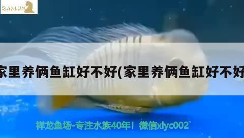 家里養(yǎng)倆魚缸好不好(家里養(yǎng)倆魚缸好不好)