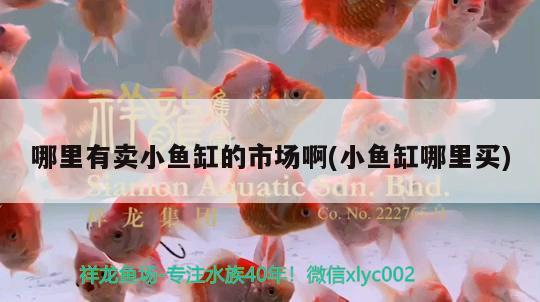 哪里有賣小魚缸的市場(chǎng)啊(小魚缸哪里買) 非洲象鼻魚