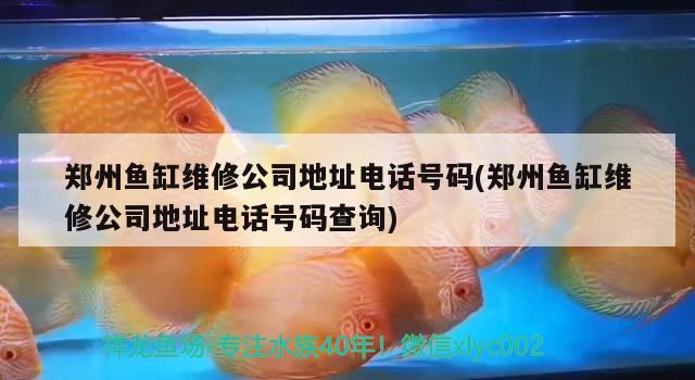 鄭州魚缸維修公司地址電話號碼(鄭州魚缸維修公司地址電話號碼查詢)