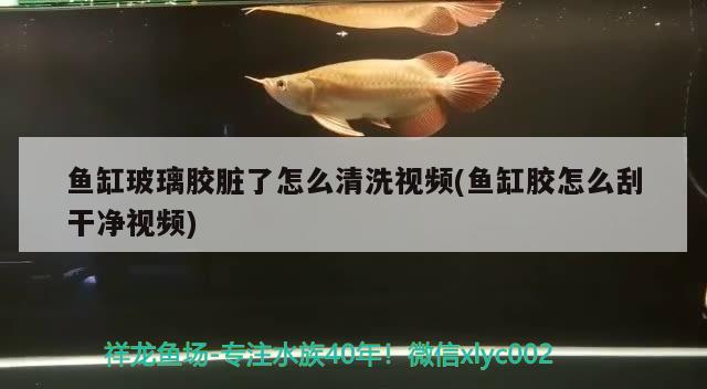 魚缸玻璃膠臟了怎么清洗視頻(魚缸膠怎么刮干凈視頻)