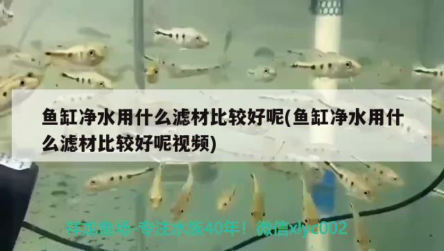 魚(yú)缸凈水用什么濾材比較好呢(魚(yú)缸凈水用什么濾材比較好呢視頻)