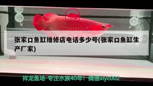 張家口魚缸維修店電話多少號(張家口魚缸生產(chǎn)廠家)