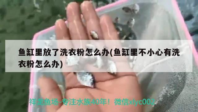 魚缸里放了洗衣粉怎么辦(魚缸里不小心有洗衣粉怎么辦)