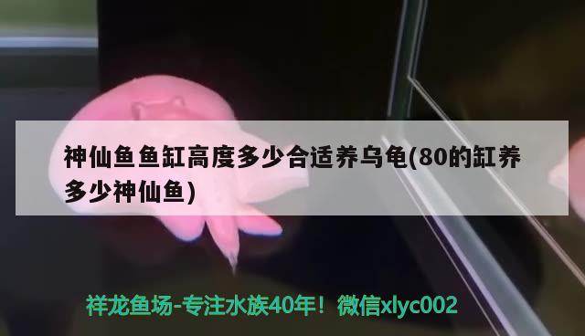 神仙魚魚缸高度多少合適養(yǎng)烏龜(80的缸養(yǎng)多少神仙魚) 烏龜