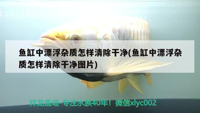 魚缸中漂浮雜質怎樣清除干凈(魚缸中漂浮雜質怎樣清除干凈圖片)