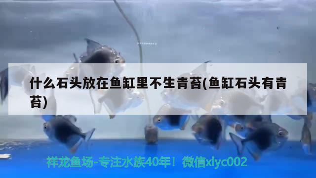 什么石頭放在魚缸里不生青苔(魚缸石頭有青苔) 照明器材