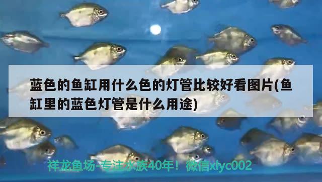 藍色的魚缸用什么色的燈管比較好看圖片(魚缸里的藍色燈管是什么用途)