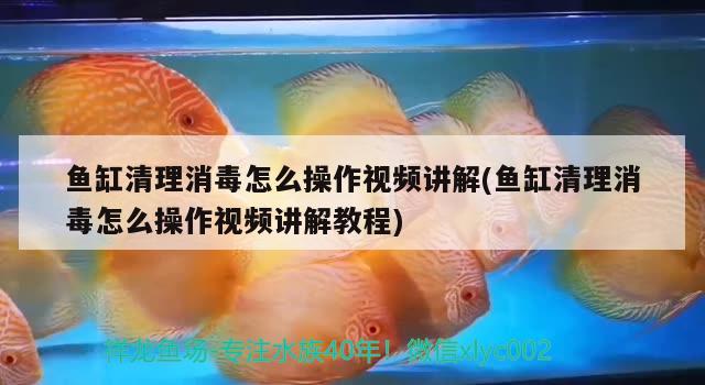 魚缸清理消毒怎么操作視頻講解(魚缸清理消毒怎么操作視頻講解教程) 印尼虎苗