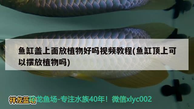 魚缸蓋上面放植物好嗎視頻教程(魚缸頂上可以擺放植物嗎) 細(xì)線銀版魚